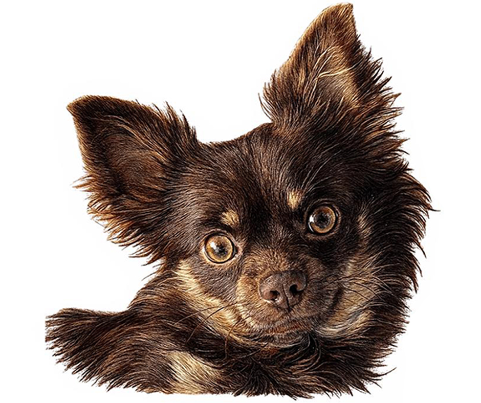 Cat Before Cat Before