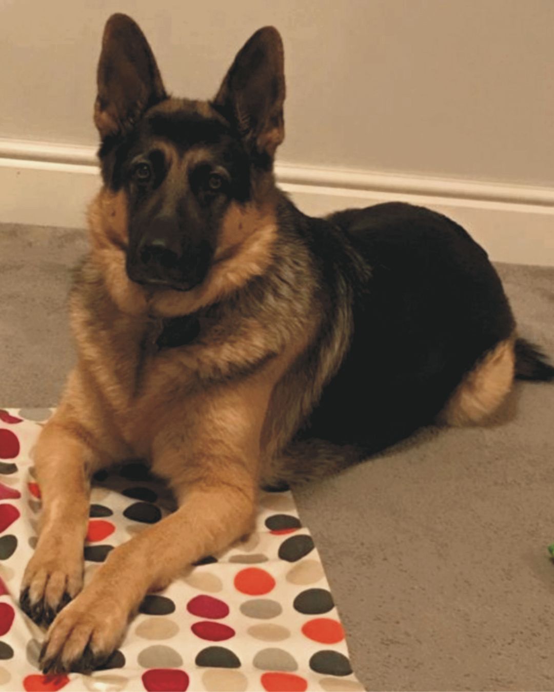 httpsregaldigitizing.com